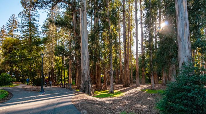 A grove of eucalyptus trees on the UC Berkeley campus with a walking path nearby