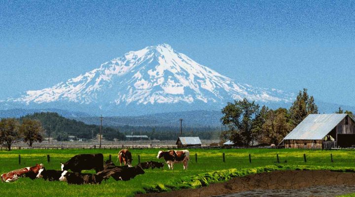 An illustration of cows at the base of Mount Shasta