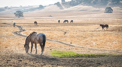 Raising and racing horses was a passion of Gross’s. PHOTO: iStockPhoto