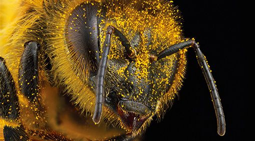 A close up photo of a bee, with lots of pollen all over its little bee hairs