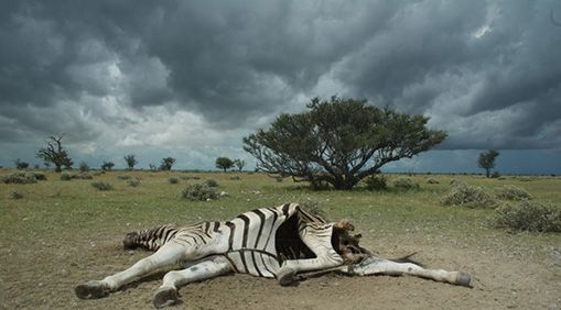 Anthrax outbreaks kill herbivores like the zebra, pictured in Etosha National Park, Namibia.