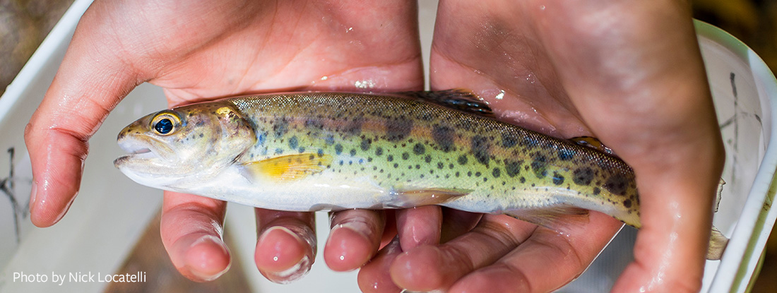 Resident rainbow trout from Fox Creek, UC Angelo Coast Range Reserve