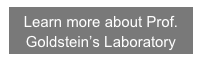 Learn more about Prof. Goldstein’s Laboratory
