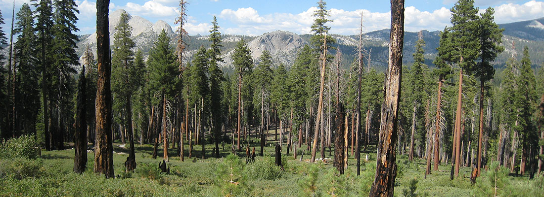 Historical ecology of forests adapted to frequent fire
