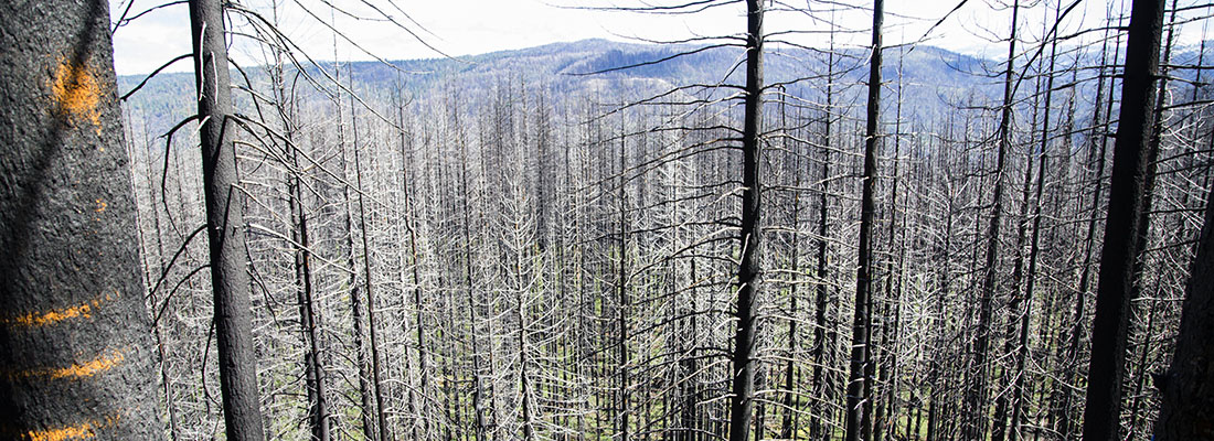 Managing frequent-fire forests following stand-replacing fire