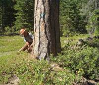 A tree goes down at 2007 camp.