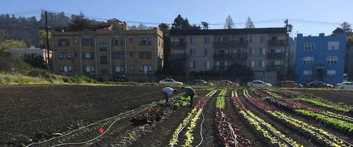 Regenerating Soils