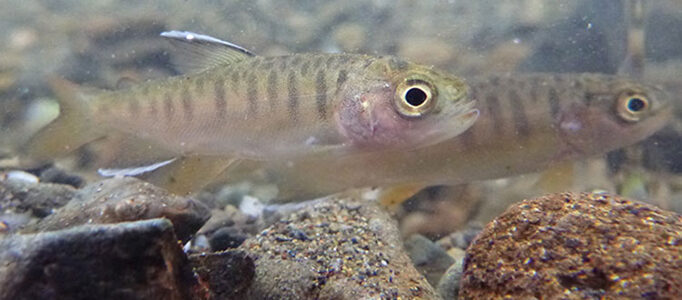 Drought ‘refuges’ protect young coho salmon from summer heat