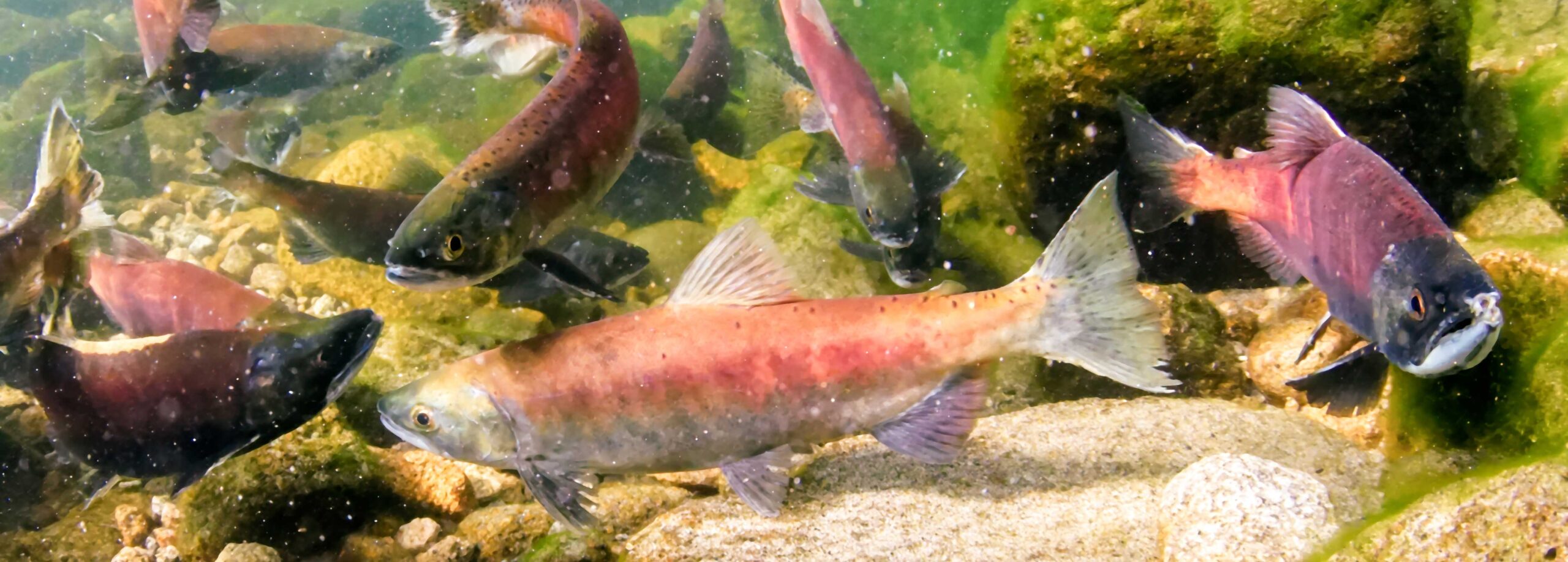 Diversity and stability of salmon and freshwater food webs