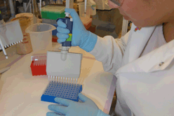 PCR Setup