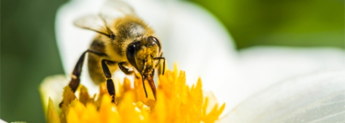 Mass extinction of bees and butterflies threatens crops worldwide