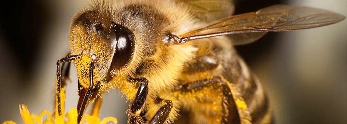 You should definitely care about the decline of wild bees