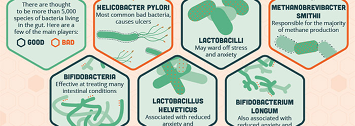 How gut bacteria affect the brain and body