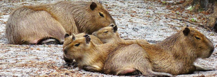 In Florida it’s Capybara time and that’s probably not a good thing