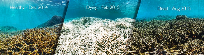 Coral reefs hit by worst global die-back in history