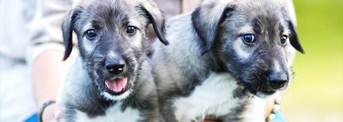 Identical twin puppies are more than just adorable
