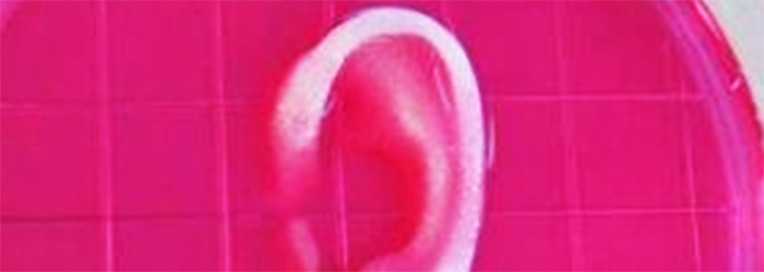 Scientists can now 3D print you a new ear