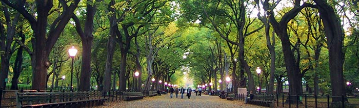 Can genetic cloning resurrect the American elm?