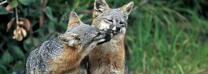 Adorable foxes back from the dead