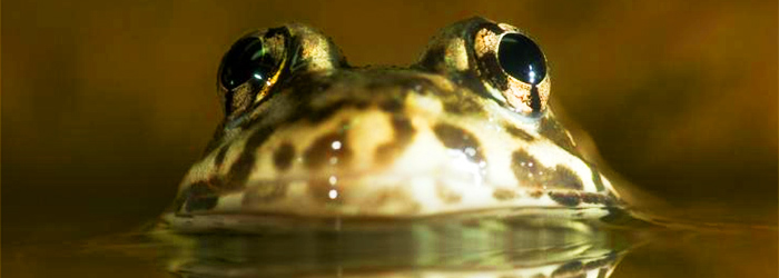 The battle to save California’s frogs