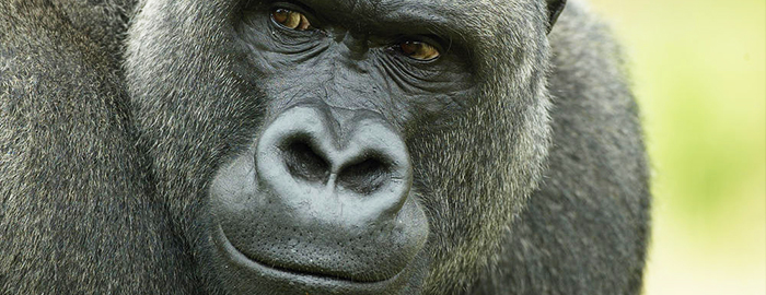 Humans and gorillas are 98.4% genetic besties