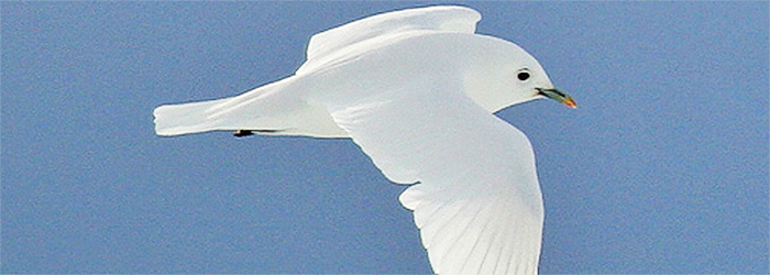 Ivory Gulls and the decline of arctic sea ice