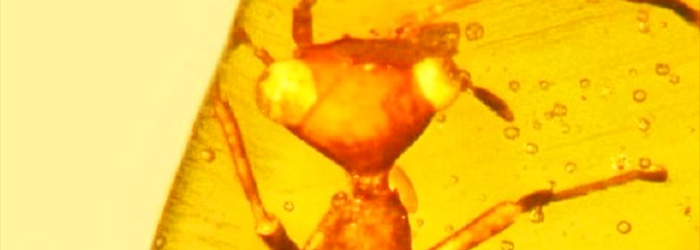 Unique “Alien” insect discovered in amber