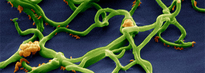 Convergent evolution in Lyme disease