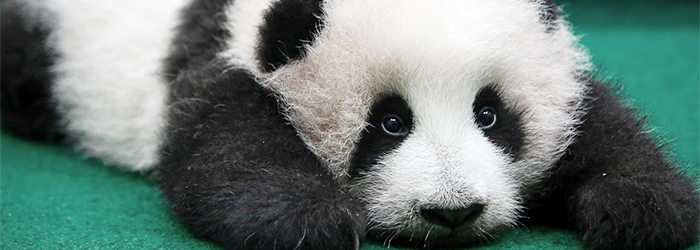 How did China save the giant panda?
