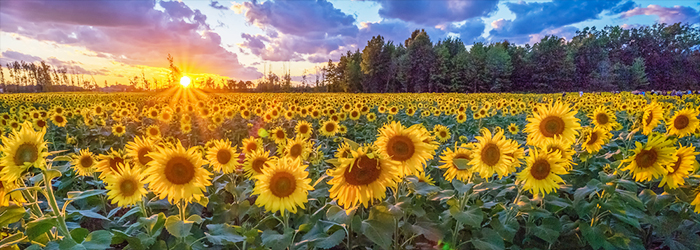 Why do sunflowers turn to follow the sun?
