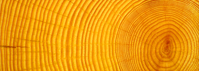 Solar storms, tree rings, and ancient time markers