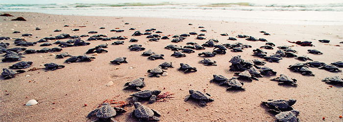 Efforts to save baby sea turtles are working