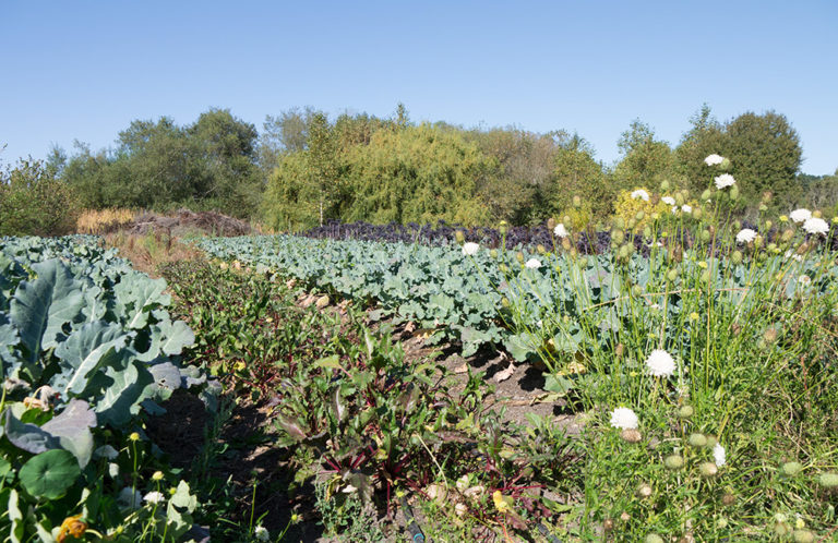 Urban agriculture, agroecology, school and community gardens