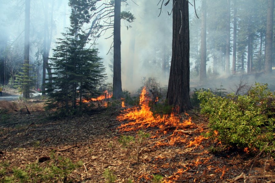 controlled forest fire