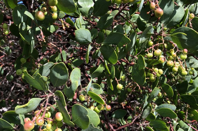 green leaves and berries in purple, red and yellow