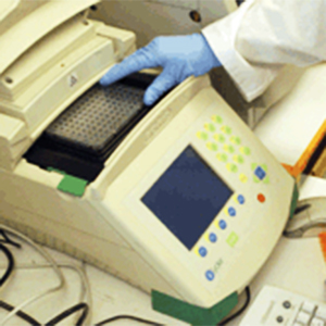 PCR Testing for Sudden Oak Death