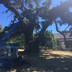 Notes From the Field: Jack London Tree
