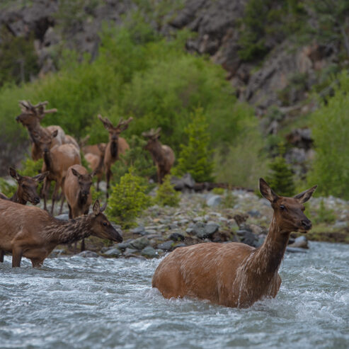 Elk