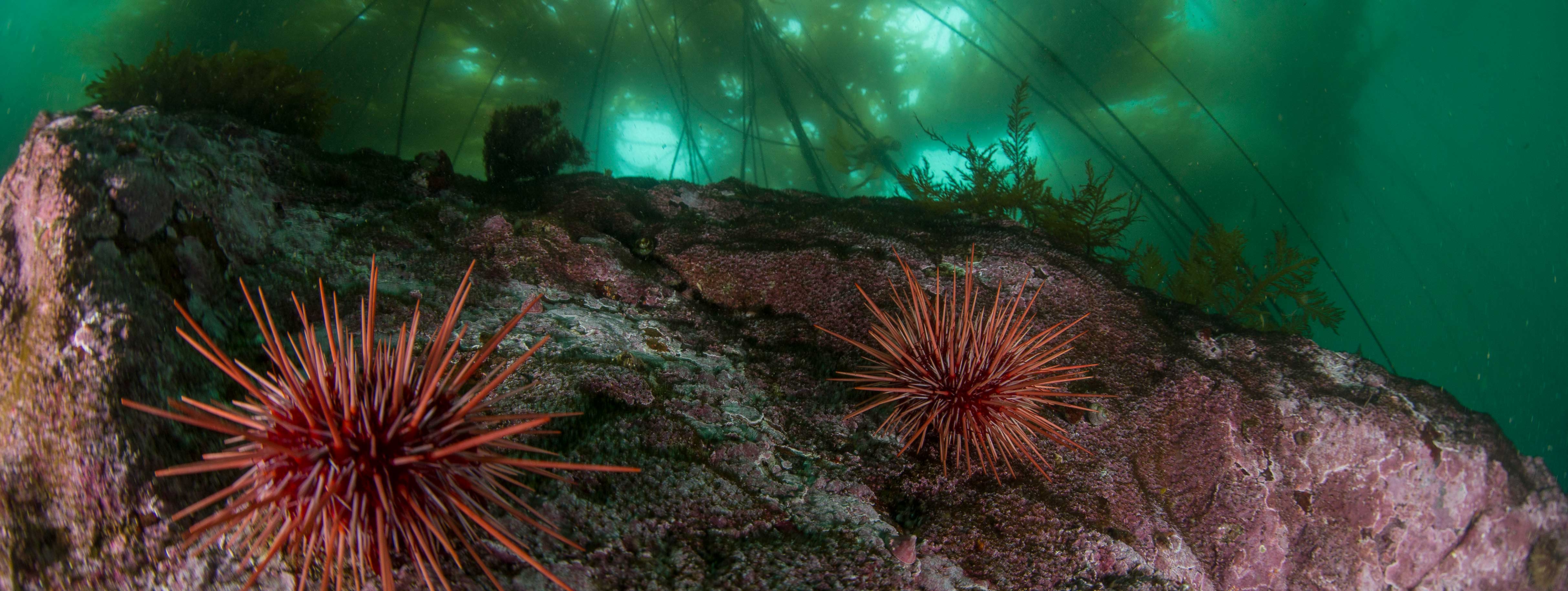 An underwater scene showing sea urchins and seaweed in murky green water