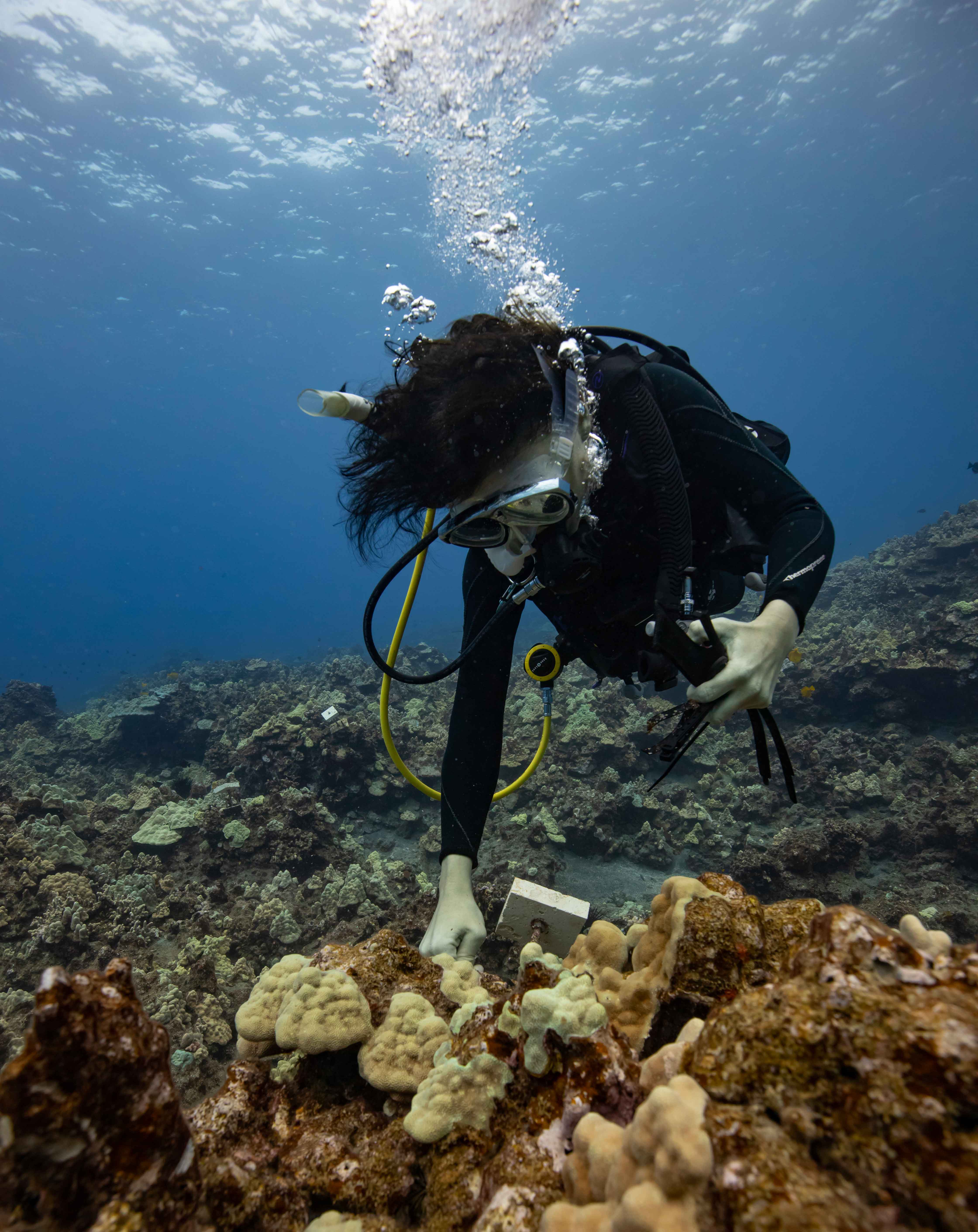 A scuba diver with an instrument near coral under the water