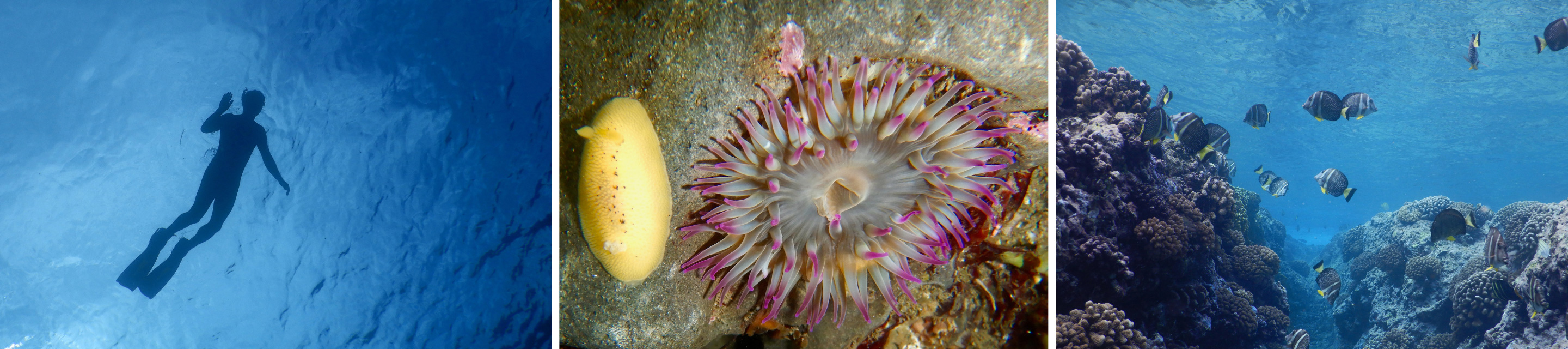 A diver, an anemone, and fish swimming with coral