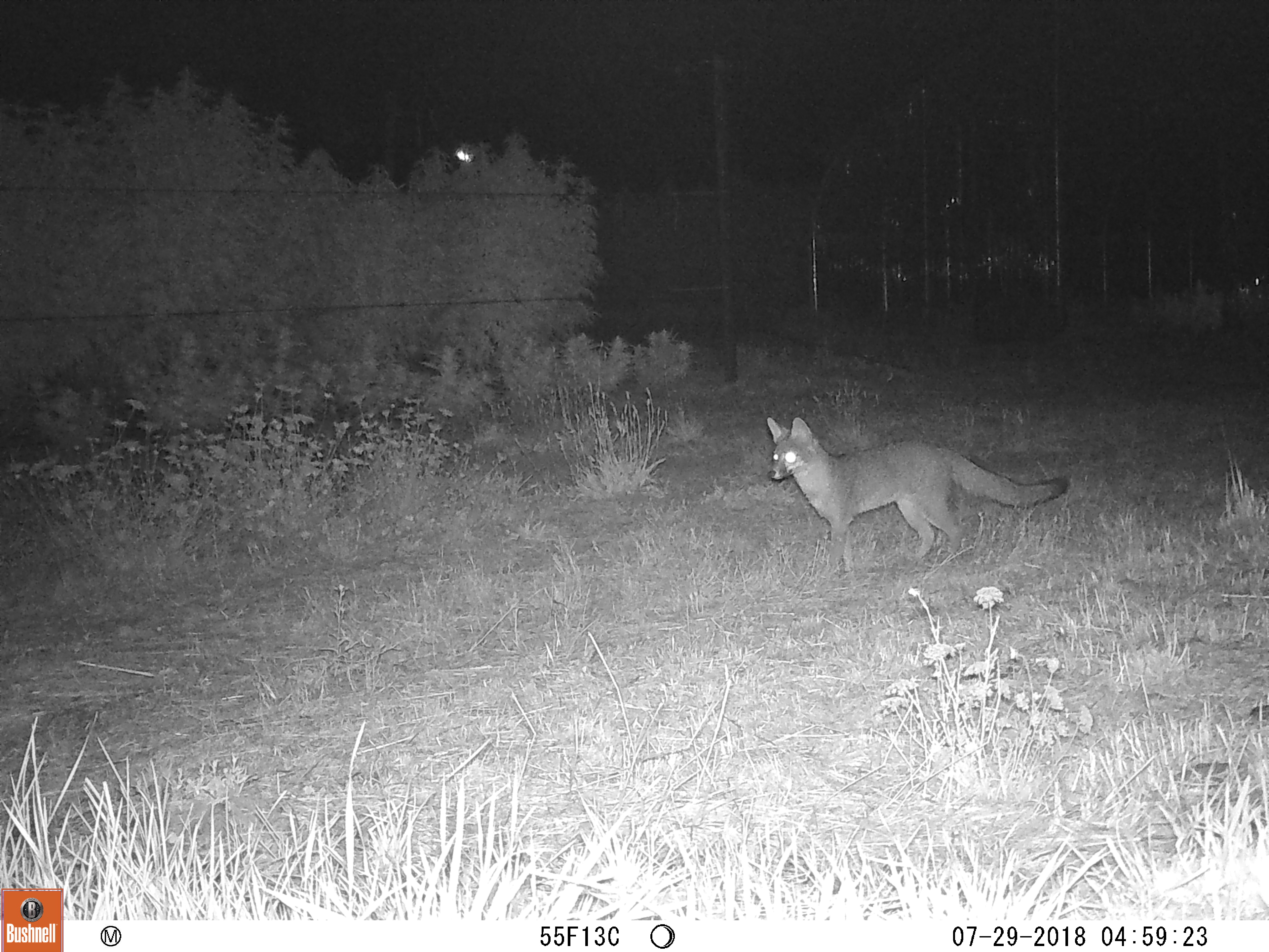 Nighttime image of a fox on a farm.