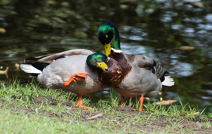 Two male mallard ducks by a pond