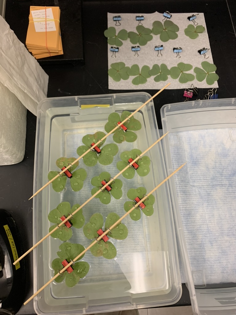 Image of leaf samples collected from the UCB Botanical garden