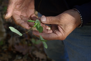 A pea plant in a hand