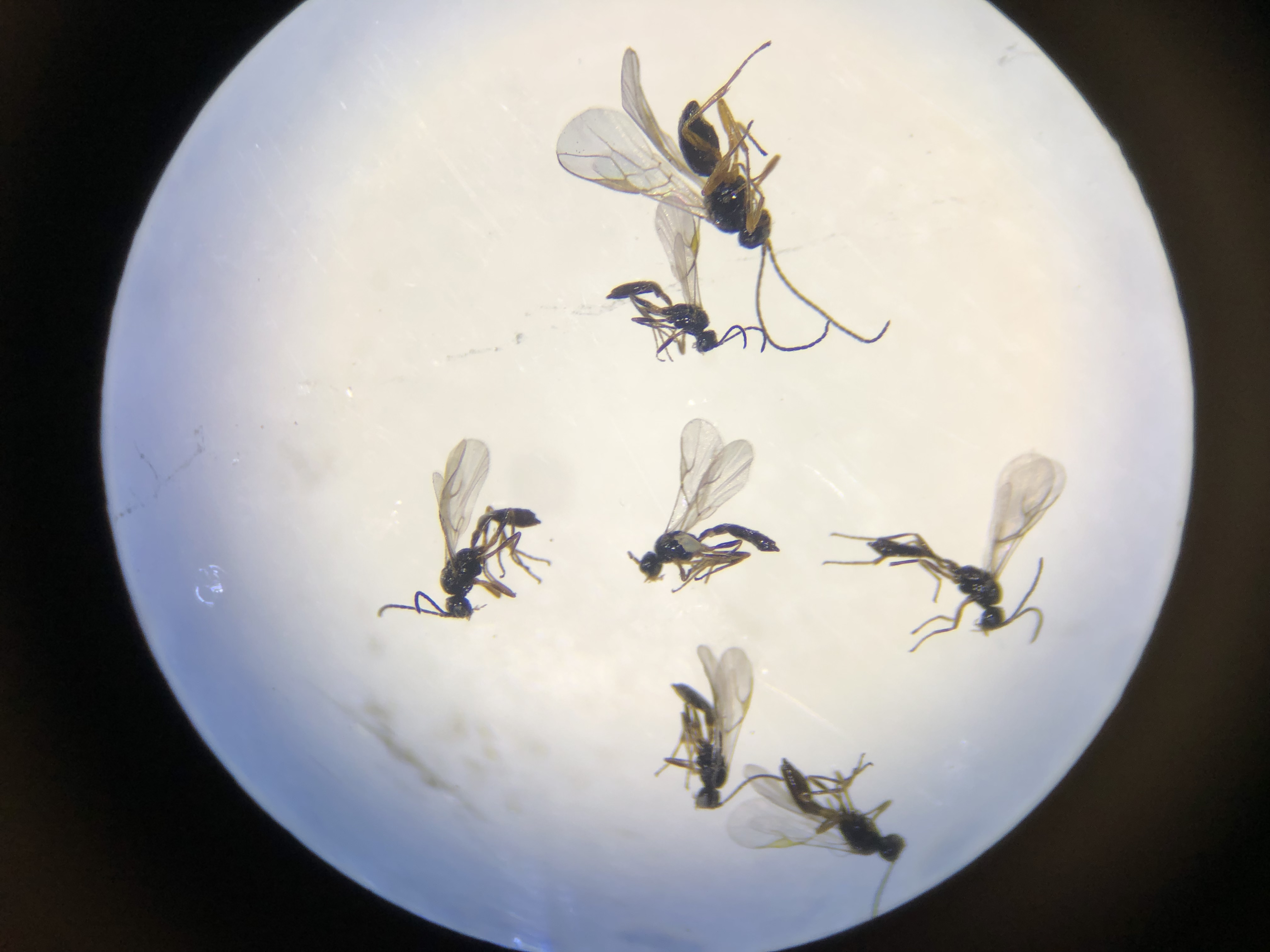 Photo through microscope of parasitoid wasps