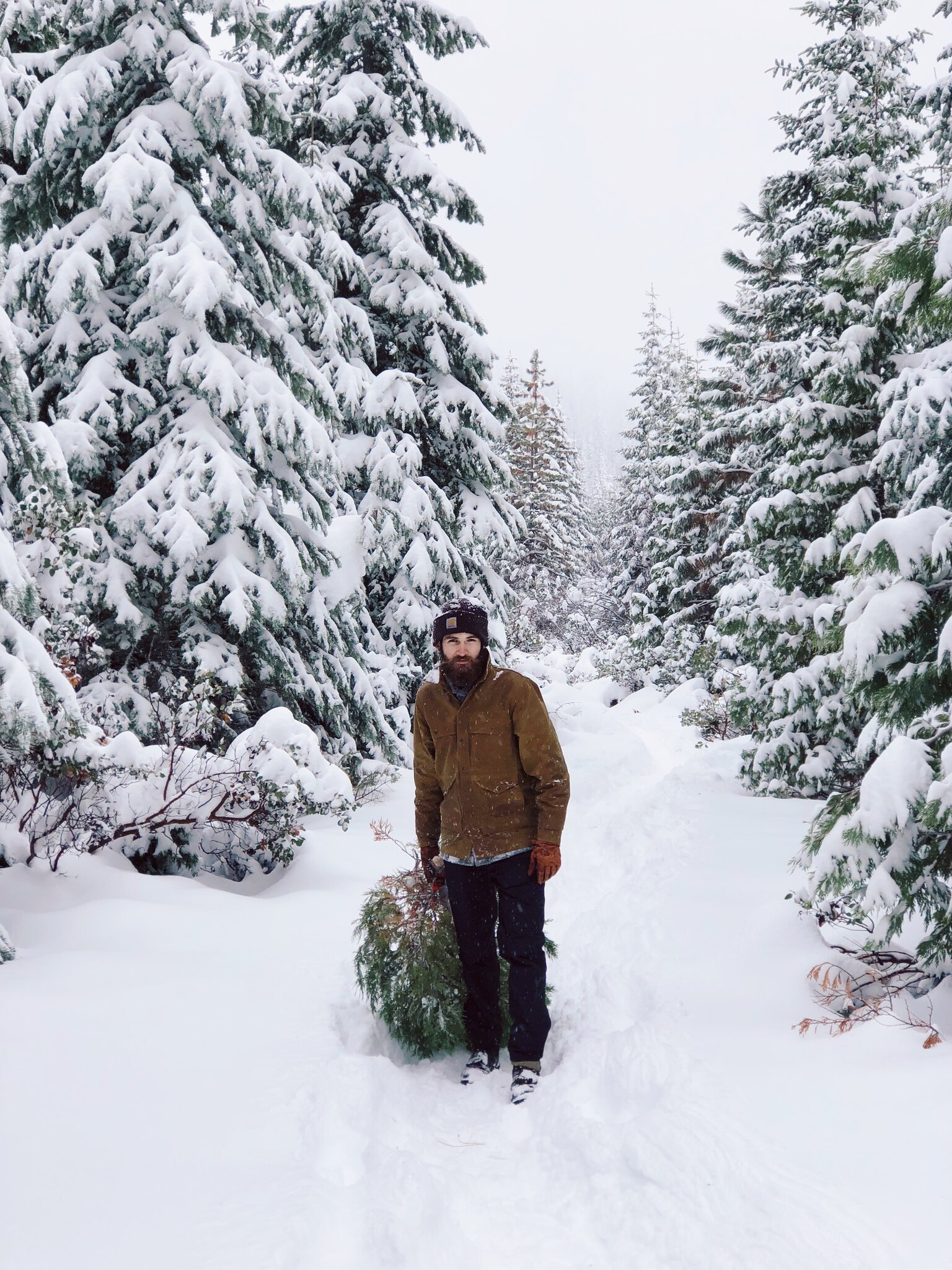 A man dragging an evergreen tree in a very snowy forest