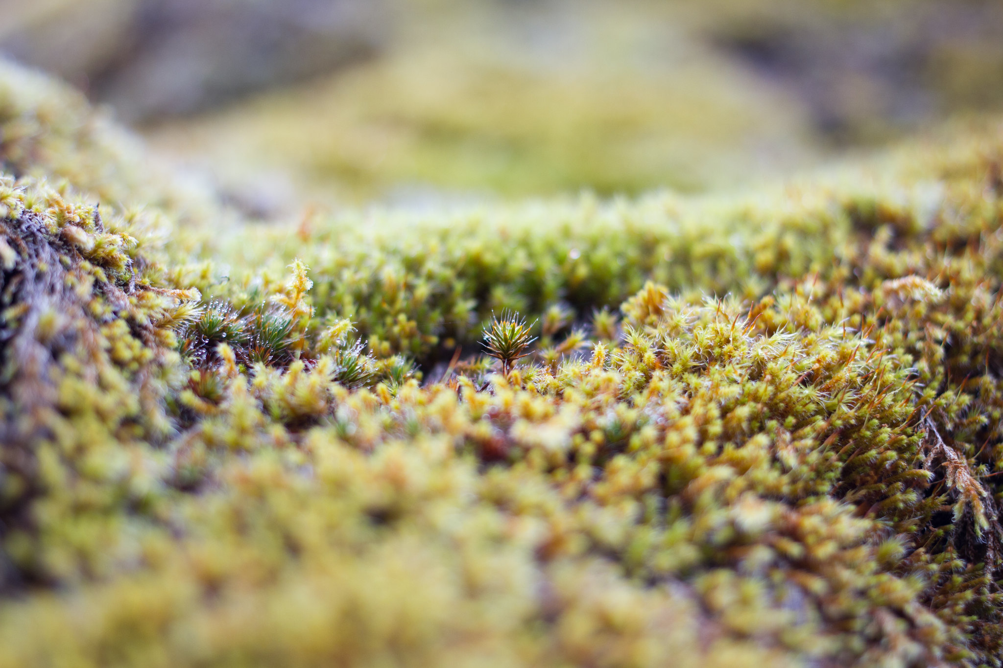 A very close up image of moss