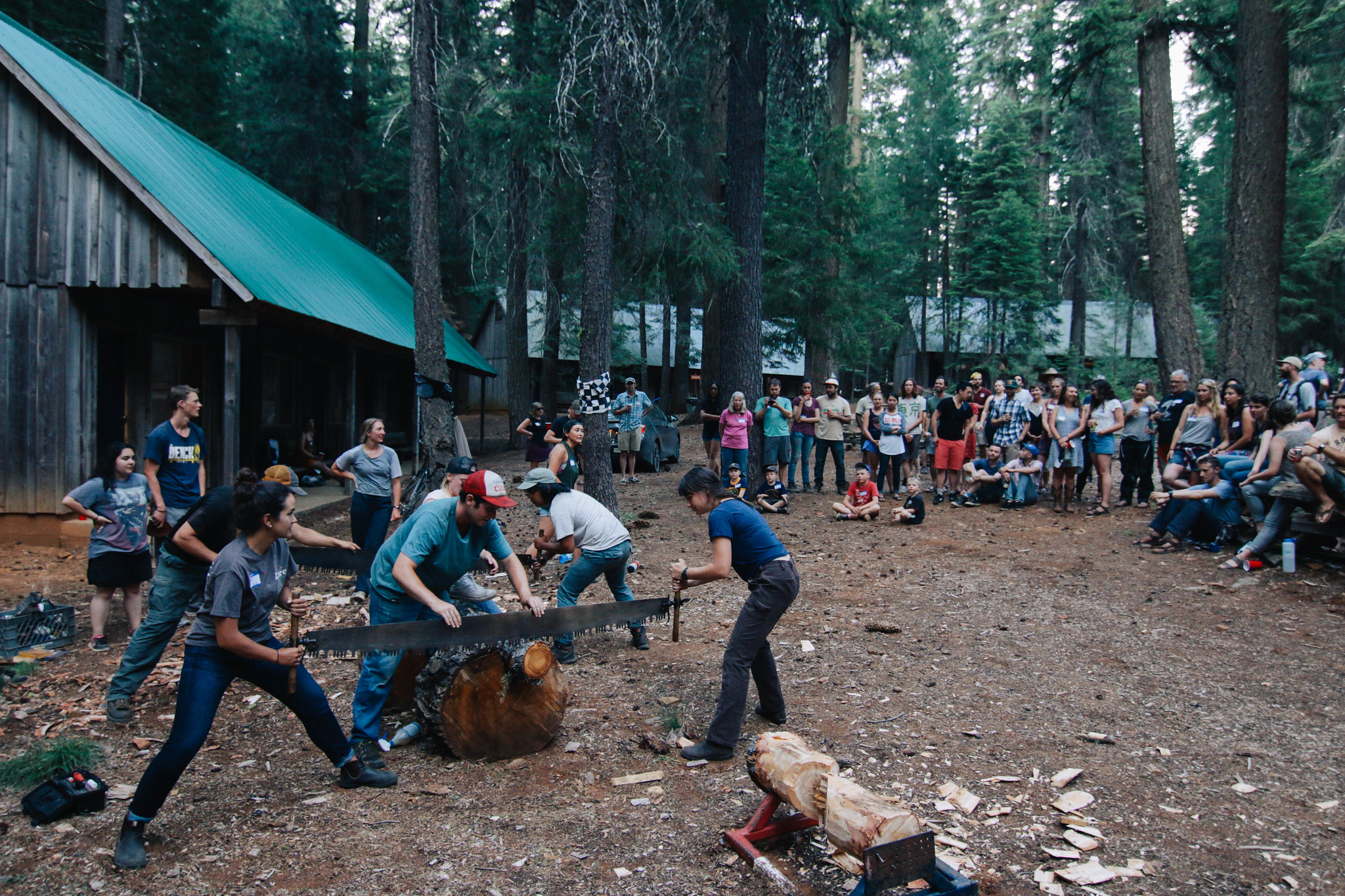 People competing to cut a large tree trunk 
