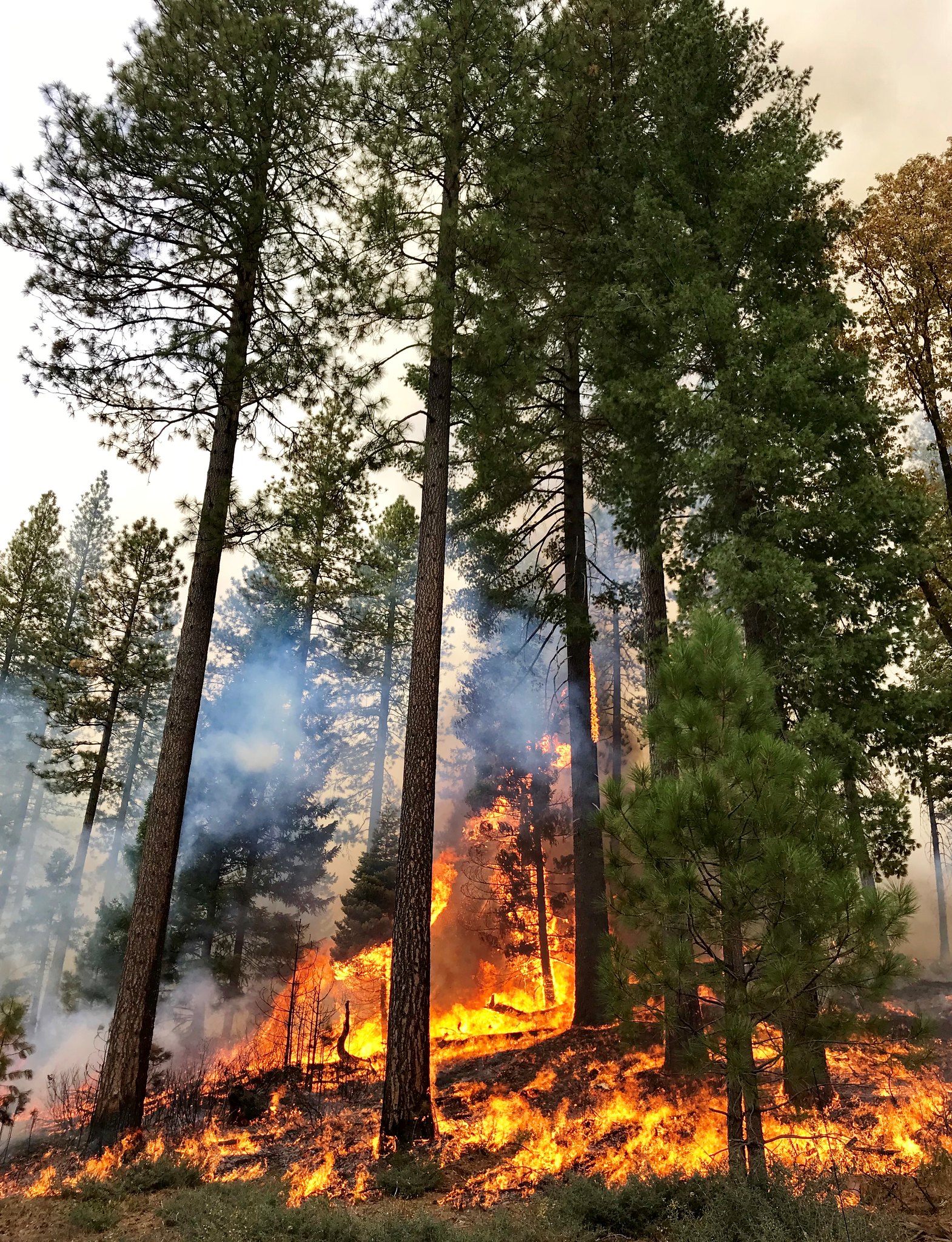 Tall trees and a fire in the forest during a prescribed burn